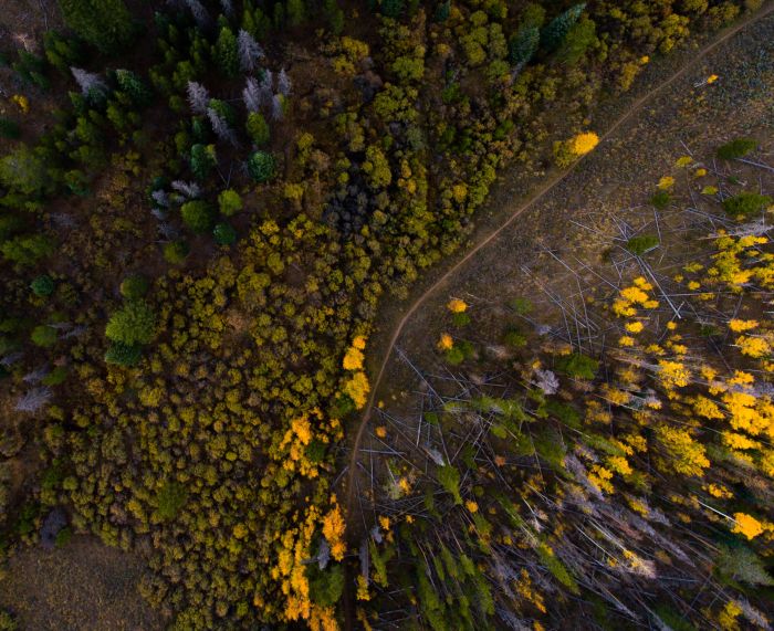 Luftbilder Forstwirtschaft